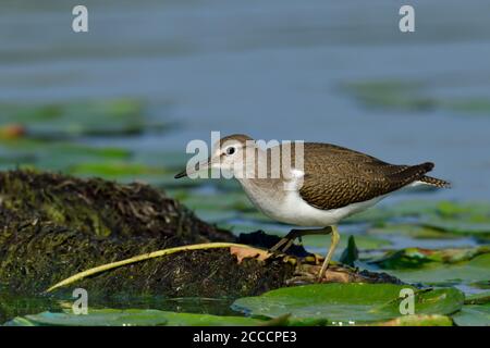 Common sandpiper (Actitis hypoleucos) looking for food Stock Photo