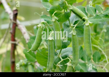 Pisum sativm 'Kelvedon Wonder' peas. Ready to harvest pea pods on plants supported by netting and twigs in a suburban garden. UK Stock Photo