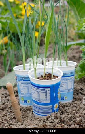 Allium porrum 'Crusader' leek plants. Young, winter hardy seedlings, ready for planting outdoors. UK Stock Photo