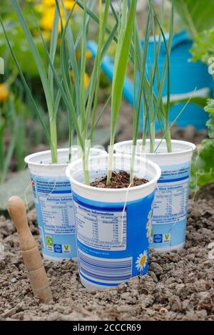 Allium porrum 'Crusader' leek plants. Young, winter hardy seedlings, ready for planting outdoors. UK Stock Photo