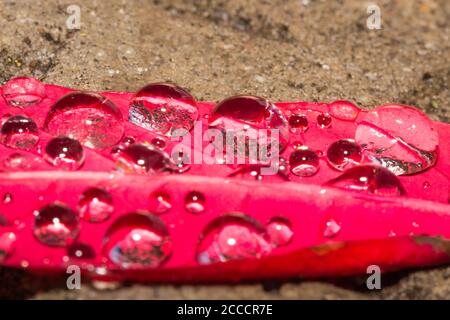 Poinsettia flower petal (Euphorbia pulcherrima) lying on the ground covered in dew drops, Cape Town, South Africa Stock Photo