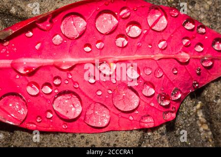 Poinsettia flower petal (Euphorbia pulcherrima) lying on the ground covered in dew drops, Cape Town, South Africa Stock Photo