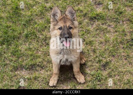 German shepherd puppy dog, friendship concept Stock Photo