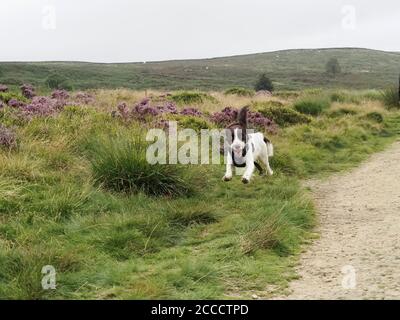 A happy Sprocker spaniel dog running on Ilkley Moor, West Yorkshire Stock Photo