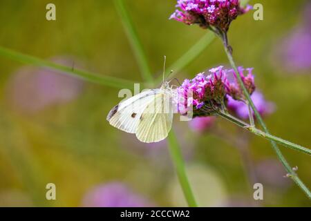 Large White butterfly Pieris brassicaeon on a Verbena flower head in an English cottage garden Stock Photo