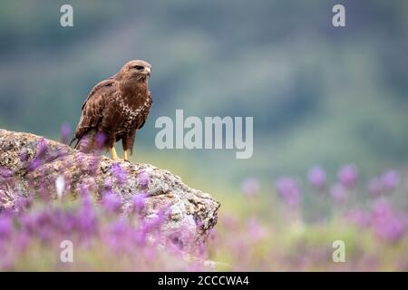 Adult Common Buzzard (Buteo buteo) perched on a rock with many purple flowers in the front in Guadarrama National Park, Spain. Stock Photo