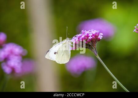 Large White butterfly Pieris brassicaeon on a Verbena flower head in an English cottage garden Stock Photo
