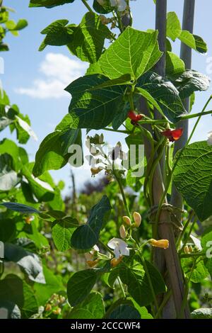 Runner Beans (Phaseolus coccineus) growing in a walled garden in the summer sun, England, UK, GB. Stock Photo