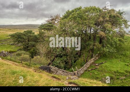 Alum Pot is a pothole with a large open shaft at a surface elevation of ...