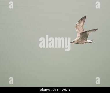 A single young seagull in flight over the sea in North Wales England UK Stock Photo