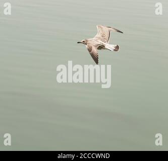 A single young seagull in flight over the sea in North Wales England UK Stock Photo