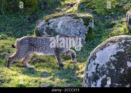 Iberian lynx (Lynx pardinus) in Cordoba, Spain. Adult stalking prey. Stock Photo