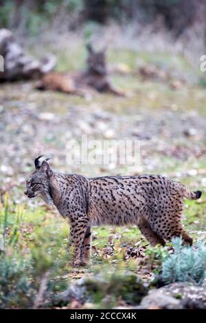 Iberian lynx (Lynx pardinus) in Cordoba, Spain. Two cats, one lying in the background. Stock Photo