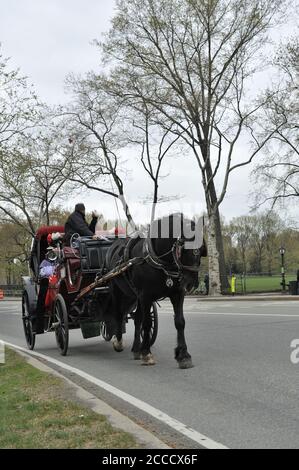Horse and carriage in New York's Central Park. Stock Photo