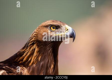 Closeup of a Golden Eagle (Aquila chrysaetos) near Madrid in Spain. Stock Photo