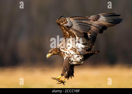 Wintering immature White-tailed Eagle (Haliaeetus albicilla) landing on the ground near Kutno in Poland. Stock Photo