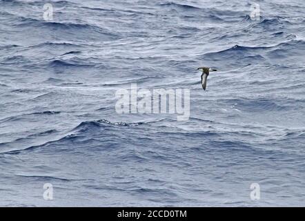 Endangered Bannerman's Shearwater (Puffinus bannermani) flying low over the sea between Micronesia and Japan. Stock Photo