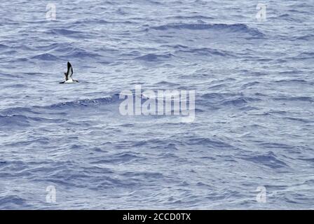 Endangered Bannerman's Shearwater (Puffinus bannermani) flying low over the sea between Micronesia and Japan. Stock Photo