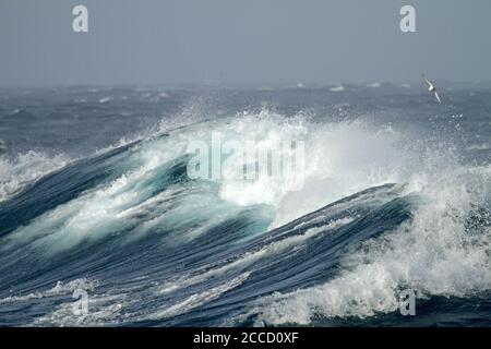 Huge ocean wave north of Antarctica. With seabird flying above the wave. Stock Photo