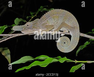 Adult Rhinoceros chameleon (Furcifer rhinoceratus). It gets its name from its horn-like nose which is most prominent in males. It is endemic to dry fo Stock Photo
