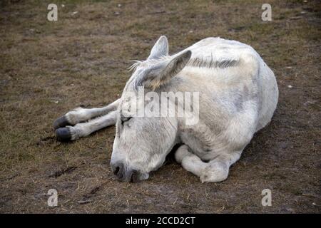 New Forest donkey sleeping Stock Photo