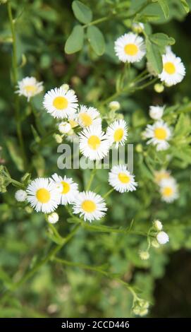 Wild daisies growing in natural meadow in nature preserve in Aurora, Illinois Stock Photo