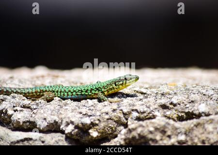 Green male Maltese Wall Lizard, Podarcis filfolensis maltensis, basking on  a wall Stock Photo