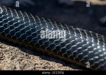 Close up of the skins and scales of a Black western whip snake, Hierophis viridiflavus Stock Photo