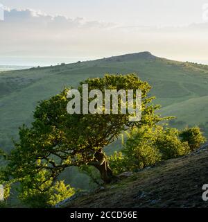 A lone Hawthorn tree growing on the slopes of Wavering Down with Crook Peak visible in the background. Stock Photo