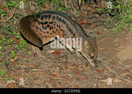 Malagasy or Striped civet (Fossa fossana), also known as the fanaloka or jabady, and endemic to Madagascar. Sniffing on the ground. Stock Photo