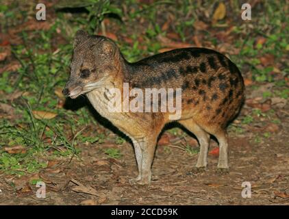 Malagasy or Striped civet (Fossa fossana), also known as the fanaloka or jabady, and endemic to Madagascar Stock Photo