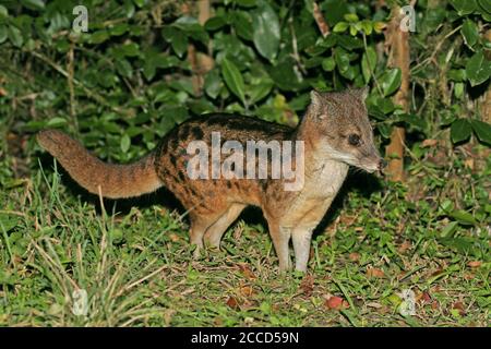 Malagasy or Striped civet (Fossa fossana), also known as the fanaloka or jabady, and endemic to Madagascar. Standing at the forest edge. Stock Photo