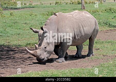 Critically endangered Northern White Rhinoceros (Ceratotherium simum cottoni) walking in a game reserve in Kenya. Also known as northern square-lipped Stock Photo