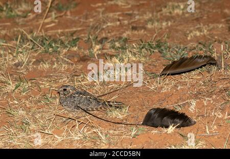 Male Standard-winged Nightjar (Caprimulgus longipennis) displaying on the ground in Africa. Showing its broad central flight feathers, one on each win Stock Photo