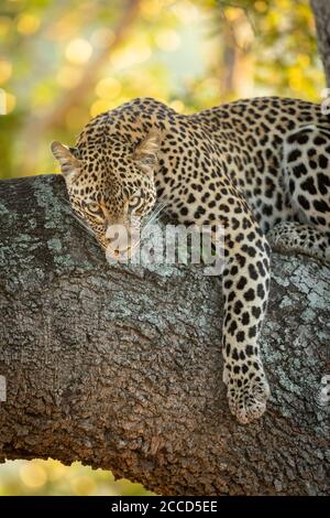 Vertical portrait of a leopard lying in tree in Kruger Park in South ...