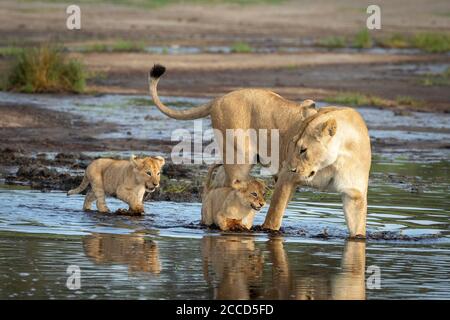 Female lioness and her two baby lions walking through water in Ndutu Tanzania
