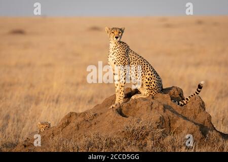 Mother and baby sitting on a termite mound looking alert in Serengeti National Park in Tanzania