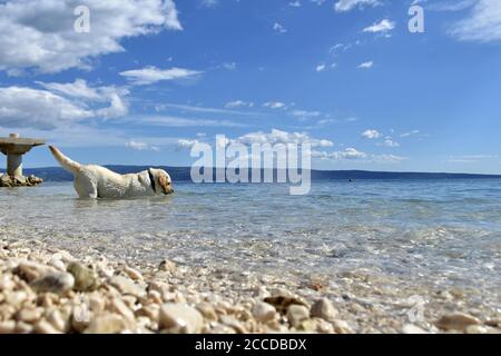 White Labrador retriever bathes in the blue sea. white dog swims in the sea/ Happy dog on the beach Stock Photo