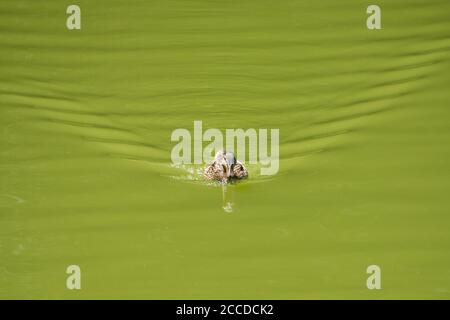 A duck swimming in a green swamp Stock Photo