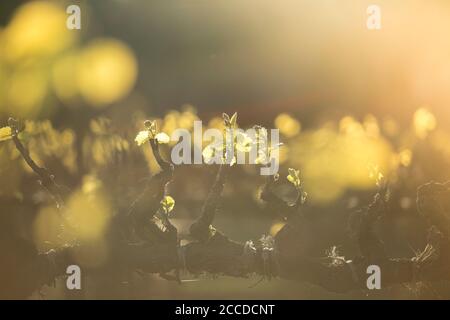 New grape vine leaves glow in the sunlight during golden hour. Springtime in wine country. Stock Photo