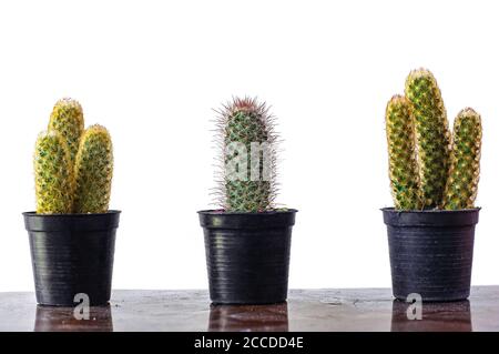 Potted cactus isolated over white background, clipping path included. Stock Photo