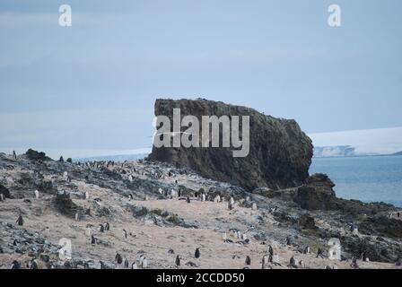 Hannah Point is a point on the south coast of Livingston Island in the South Shetland Islands, Antarctica. Here are the gentoo and macaroni penguins. Stock Photo