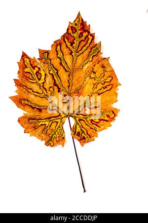 Autumn spotted grape leaves on the white background of bright . Concept of autumn harvest or diseases of grapes.Colors of fall Stock Photo