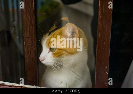 Thoughtful cat in the window Stock Photo