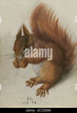 Red Squirrel, Hans Hoffmann, 1578, National Gallery of Art, Washington DC, USA, North America Stock Photo