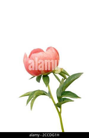 Peony in front of a white background Stock Photo