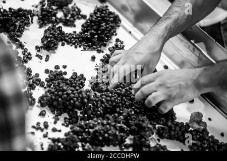Grainy, high-contrast black and white image of male hands sorting wine grapes on a conveyor belt. Stock Photo