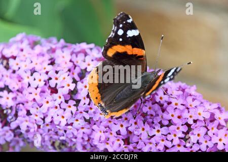 Red Admiral butterfly on Buddleia Stock Photo