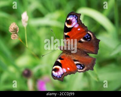 Aglais Io European Peacock Butterfly on a thistle plant in countryside near Brearton in North Yorkshire England Stock Photo