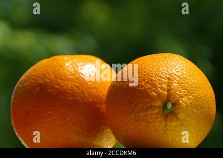 Closeup of two fresh juicy oranges on a green background Stock Photo